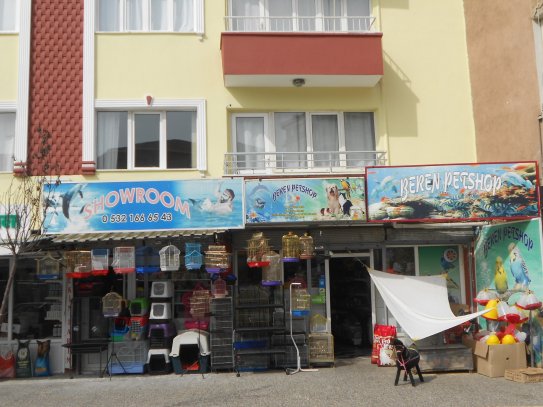 Beren Petshop, Aydındaki Petshoplar, Petshop, Aydinda Akvaryumcu, Aydinda Kuscu,