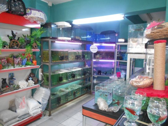 Beren Petshop, Aydındaki Petshoplar, Petshop, Aydinda Akvaryumcu, Aydinda Kuscu,